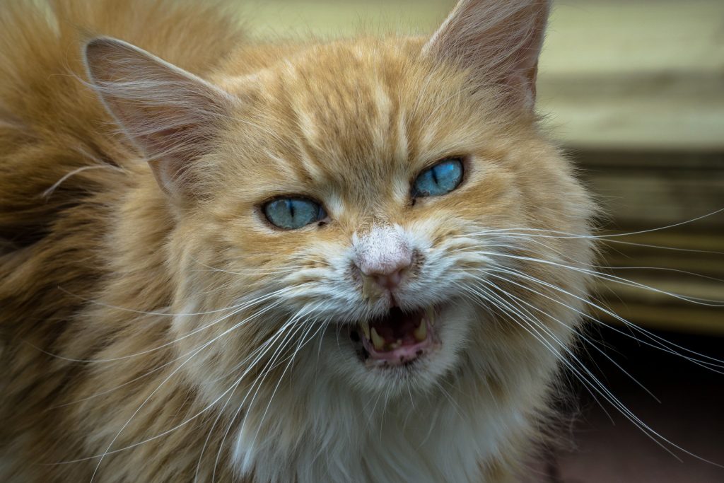Aggressive Cat
