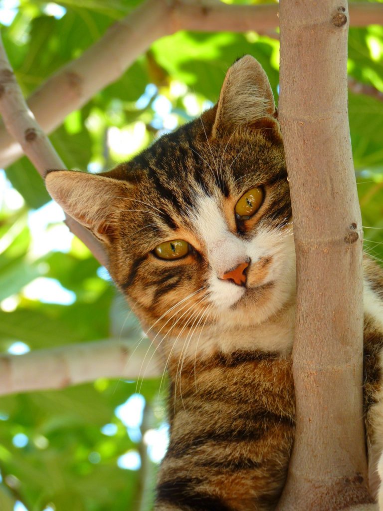 a cat staring at you
