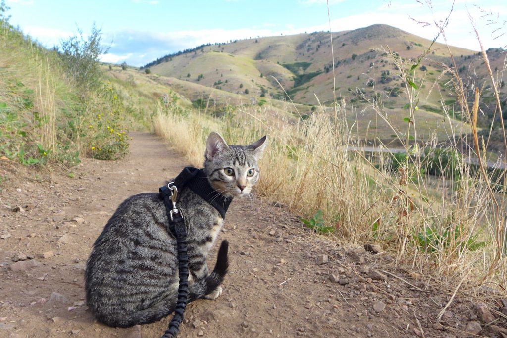 Best Cat Harness No Escape